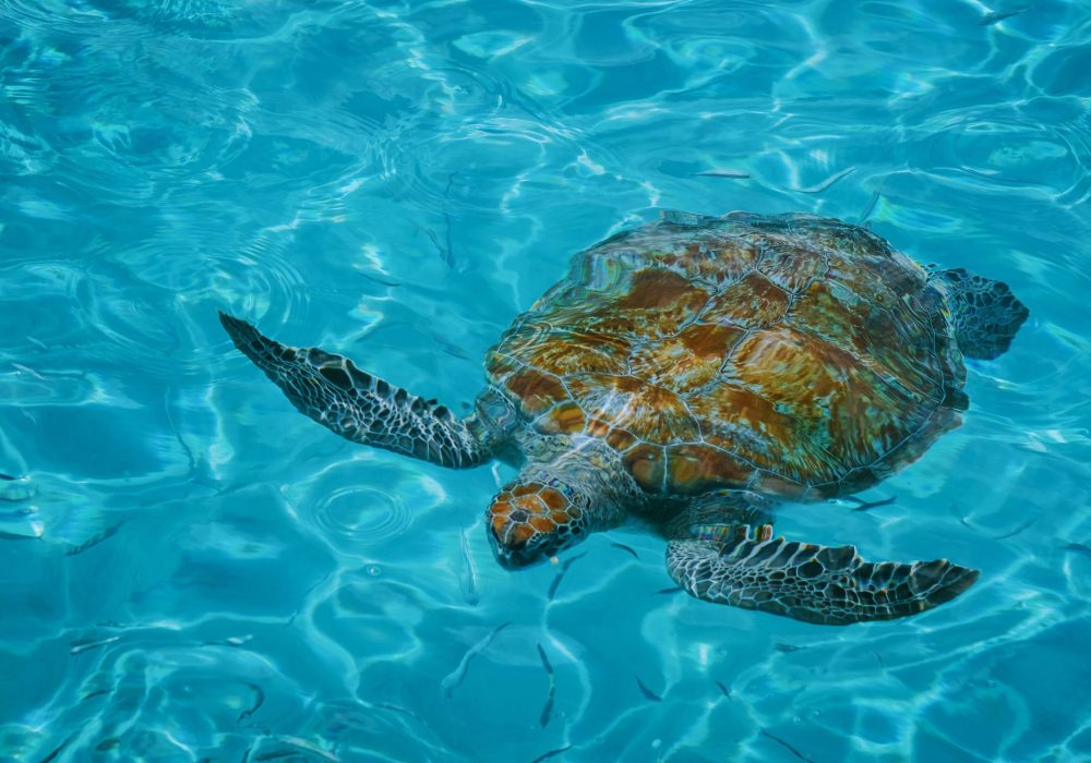 kefalonia sea turtles